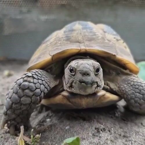 Backyard animals and garden scenes in Liski, Russia