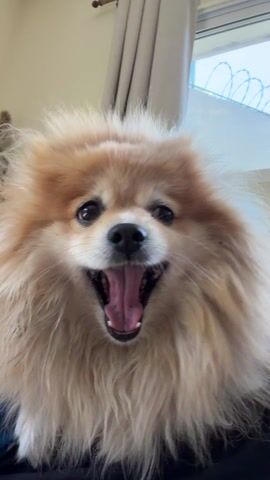 A close-up shot shows a fluffy, light brown Pomeranian dog with its mouth wide open, tongue extended, in what appears to be a yawn. The dog is indoors, with a neutral-colored curtain to its left and a window showing a cloudy sky and a fence with barbed wire in the background. The dog's fur is slightly tousled, and its expression seems relaxed.