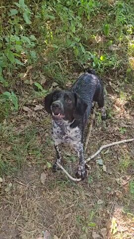 A medium-sized, black and white dog with a collar stands in a grassy, wooded area. The dog is barking.