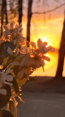 Sunset documented across Chaikovsky waterfront and forest paths
