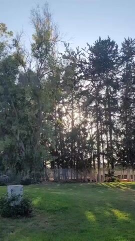 The video shows a sunlit lawn with several tall trees. The sun is visible through the trees, casting shadows on the grass. There are some square stepping stones on the lawn. The sky is clear and blue.