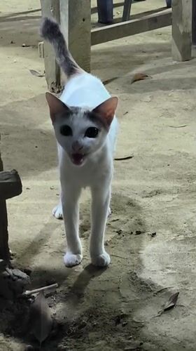 Everyday life in Lhokseumawe: cats, street stalls, and a night procession