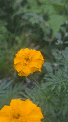 Garden insects observed on flowering plants in Lhokseumawe Indonesia
