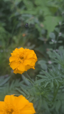 Garden insects observed on flowering plants in Lhokseumawe Indonesia