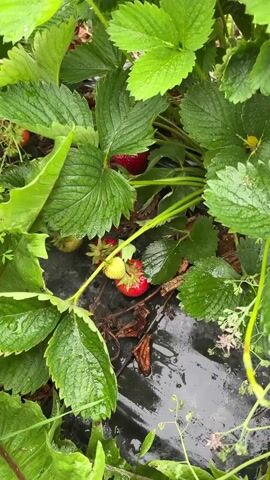 A close-up shot shows a strawberry plant with green leaves and red strawberries. A hand is visible in the bottom right corner of the frame, reaching towards the strawberries. The ground beneath the plant is covered with black plastic sheeting and some dried leaves. The strawberries appear to be wet, possibly from rain.