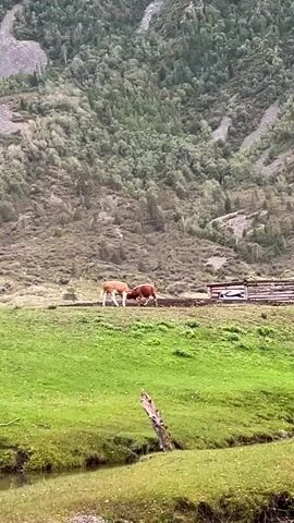 Two cows are standing in a green field near a stream. The cow on the left is light brown and white. The cow on the right is dark brown. They appear to be interacting or nudging each other. In the background, there is a wooden fence and a hillside covered in trees. The sky is overcast.