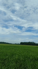 Morning nature observations recorded across Lhokseumawe countryside