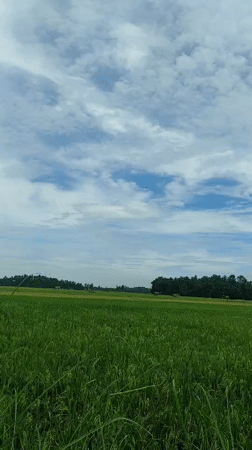 Morning nature observations recorded across Lhokseumawe countryside