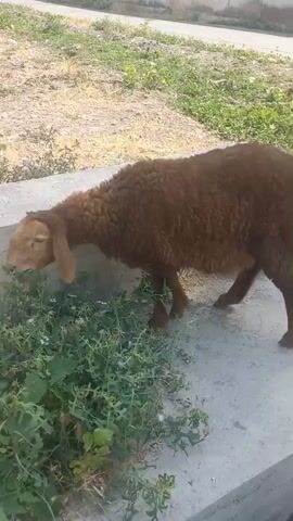 A brown sheep is seen from the side, eating green plants. It is standing on a concrete surface with grass growing around it. In the background, there is more grass and a dirt path. Another black sheep is visible in the far right background.