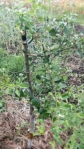 A video shows a person speaking while filming a young tree in what appears to be a garden. The tree has been grafted, as evidenced by a visible graft union near the top of the trunk, where a darker branch has been attached to the main stem. The tree has green leaves and is supported by a stake. In the background, there are rows of plants, possibly onions with their seed stalks, and other greenery. The ground is covered with soil and some dried leaves or straw. The video is shaky and the camera moves around the tree, offering different angles. The person speaking appears to be explaining the grafting process or the tree's condition.