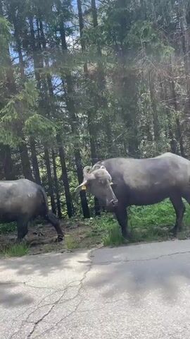 The video shows two water buffaloes walking near a wooded area with a paved road in the foreground. The buffaloes are dark gray in color, and one is facing the camera while the other walks away. The environment appears to be a sunny day with green trees and grass. The camera is positioned low, likely from inside a vehicle, as indicated by the perspective and the road surface.