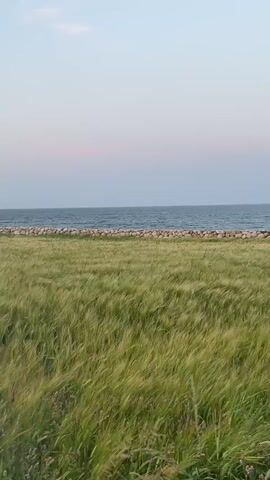 A video displays a tranquil scene of a field of green grass, possibly wheat or barley, gently swaying in the wind. Beyond the field, a stone wall forms a barrier between the land and the ocean. The ocean stretches to the horizon under a pale, serene sky that transitions from a soft pink near the horizon to a light blue at the top of the frame. The overall atmosphere is peaceful and natural, capturing a moment of calm by the sea.