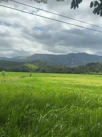 This is a vertical video of a lush green rice paddy field with a lone tree in the middle. In the background, there are rolling hills and mountains under a cloudy sky, with a tall communication tower visible on one of the peaks. The foreground is dominated by tall, swaying grass. The scene appears to be set in a rural area, likely during the daytime given the natural lighting. The weather seems overcast, with heavy clouds contributing to a dramatic sky. There is no visible text in the video. The overall impression is one of natural beauty and tranquility, with a touch of human infrastructure in the distance.