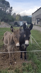 Donkeys, mountain villages, and a construction site afternoon
