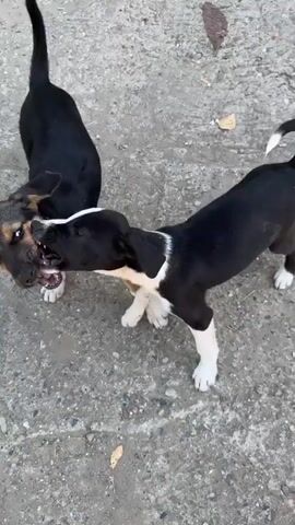 Two puppies are on a light gray concrete surface. One puppy, predominantly black with tan markings on its face and legs, and white front paws, pushes a second puppy, which is black with a white chest and belly, onto its back. The black and tan puppy then stands over the black and white puppy, which is lying on its back with its paws in the air.