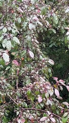 This is a vertical video of a dense tree with many branches and leaves. The leaves are a mix of green and purplish-red, with some appearing wet, suggesting it may have recently rained or is raining. The branches are thin and dark brown, creating a complex, interwoven pattern throughout the frame. In the background, there are glimpses of other trees and greenery, including some larger, darker green leaves that appear to belong to a different plant. The ground beneath the tree is covered in grass, which also appears somewhat wet. The overall impression is of a lush, somewhat overgrown garden or wooded area. The lighting is dim and diffused, typical of an overcast day. There is no visible text in the video. The scene evokes a sense of natural tranquility, perhaps a quiet moment in a garden after a rain shower.