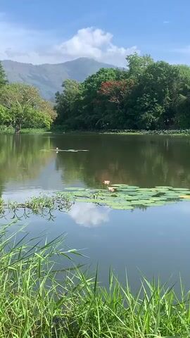 A still shot of a serene lake on a sunny day. The water is dark and reflective, mirroring the blue sky and white clouds above, as well as the lush green trees and distant mountains that surround it. Lily pads dot the surface of the water, with a few pink water lilies in bloom. The foreground is dominated by tall, vibrant green grass swaying gently. Two birds are visible in the distance, swimming across the lake. The overall impression is one of peaceful natural beauty.