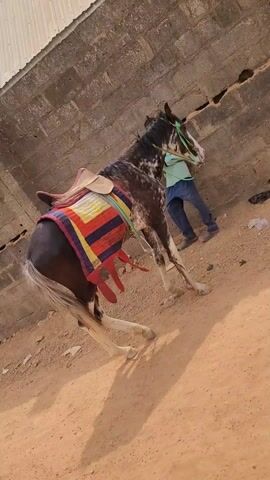 The video shows a saddled horse, patterned with dark and white markings, held by a man next to a cinder block wall on a dirt ground. The horse is outfitted with a colorful saddle blanket featuring red, blue, and yellow stripes, along with red fringed edges. The man, wearing a light blue shirt and dark blue pants, holds the horse's bridle with a green rope. The horse appears restless. The surrounding environment suggests an outdoor setting near a building. The sound of a passing vehicle is audible.