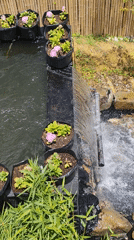 Tourist documents scenic garden visit in Vietnamese highlands