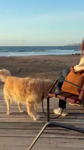 A woman sits on a slatted wooden bench by a beach while a light golden dog sniffs near the legs of the bench. The woman wears jeans, white sneakers, and a light-colored jacket. Her reddish hair is partially visible. A brown tote bag rests next to her on the bench. The dog has a black leash attached to its collar. The bench sits on a wooden boardwalk near a dark sand beach, with the ocean visible in the background under a clear sky. Part of a dark metal chair is visible in the lower foreground.