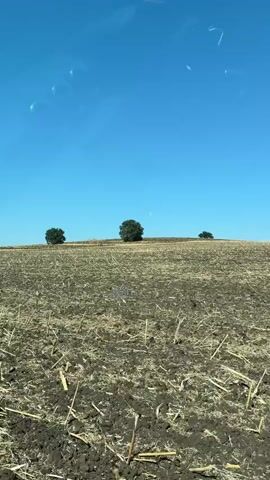 The video shows a landscape with a clear blue sky and a brown, tilled field. Three trees are visible on a distant hill. The camera appears to be moving, possibly from a vehicle. The field is covered in dry plant matter, suggesting it has recently been harvested. The overall impression is one of an open, rural environment on a sunny day.