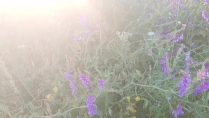 The video is a close-up shot of a field of wildflowers, predominantly purple and yellow. The sun is bright and positioned to the left of the frame, creating a lens flare. The camera appears to be moving slightly, possibly handheld, as the flowers and foliage are slightly blurry. The overall impression is one of a natural, outdoor environment bathed in warm sunlight.