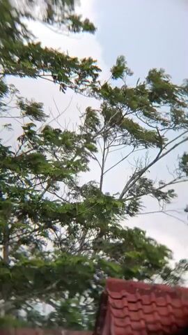 A low-angle shot shows the leafy branches of a tree swaying in the wind against a cloudy sky. In the foreground, the red-tiled roof of a building is visible. The video captures the movement of the leaves and branches, suggesting a breezy or windy day.