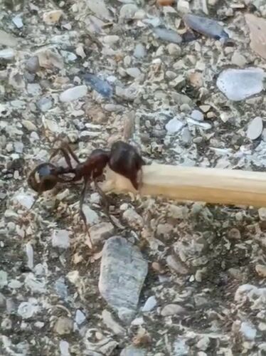 Ant hauls a spent matchstick across gravel in Bulgaria