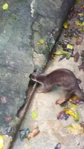 The video shows an otter sniffing a hole in a concrete bank beside a waterway. The otter has shiny brown fur and a long tail. It stands on a concrete surface littered with fallen leaves of various colors and sizes. The leaves are damp. The waterway runs along the left side of the frame, with the concrete bank forming its edge. The bank itself is also damp. The otter leans forward, investigating the hole with its snout.