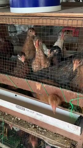 The video shows several chickens in a cage. The chickens are of various colors, including brown, white, and black. Some of the chickens are looking at the camera, while others are looking away. One chicken is pecking at something in a feeding trough. The cage is made of wood and wire mesh. There is a white PVC pipe with text on it, including "AUCKICA PVC D 3"". The chickens appear to be young, possibly chicks or pullets. The environment appears to be an indoor enclosure, possibly a coop or a shelter.