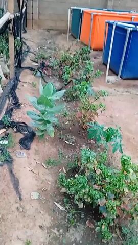 The camera pans across a backyard garden and aquaculture setup. The ground is mostly dirt with scattered plants and weeds. To the left, a trellis-like structure supports some kind of climbing plants. A line of rectangular tanks in green, orange, and blue sits along the back of the garden. In the distance, there is a dilapidated building with multiple windows. The sky is overcast.