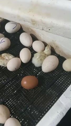 A close-up shot shows a close-up of a black plastic grid with several eggs and two chicks. The eggs are of various colors, including white and brown, and some white eggs have blue markings on them. Two small, fluffy chicks are visible amongst the eggs. A hand enters the frame and gently nudges one of the chicks. The overall environment appears to be an incubator, suggested by the white, textured walls visible at the top of the frame.