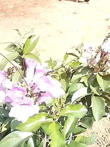 The video opens with a close-up of purple flowers and green leaves in the foreground. The camera then pans out to reveal a group of people in a dusty, outdoor area. In the background, there is a building with a covered patio. Several people are seated under the patio. In the open area, there are figures dressed in traditional attire, seemingly engaged in a performance. One figure is in the center, adorned in elaborate costume, while others are positioned around them. The ground is dirt and appears somewhat uneven. Trees and foliage are visible on a hillside in the background, suggesting a rural or natural setting. The lighting indicates it is daytime.