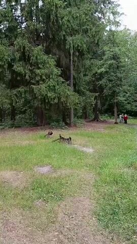 The video shows a scenic forest path in Staryi Pokrov, Russia. The scene is dominated by tall evergreen trees and lush green undergrowth, suggesting a warm, possibly summer day. The path is unpaved, with dry dirt and grass, indicating it's likely a hiking or walking trail. There are no people visible, but the presence of some cut logs or stumps in the foreground hints at past human activity in the area, perhaps for clearing or camping. The overall mood is tranquil and natural, typical of a peaceful woodland setting. No text is visible in the video.