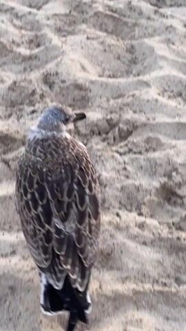 The video shows a close-up view of a seagull standing on a sandy beach. The bird is facing away from the camera, looking to the right. Its feathers are a mix of brown and white, with darker markings on its wings. The sand is light-colored and appears to be damp, with small ripples and footprints visible. The lighting suggests it might be early morning or late afternoon.
