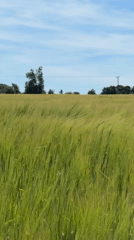 Green grain stalks swaying in a Norfolk field