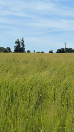 Green grain stalks swaying in a Norfolk field