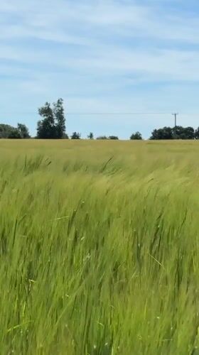 Green grain stalks swaying in a Norfolk field