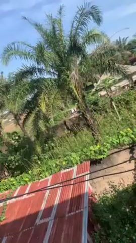 The video presents a static, slightly tilted view of a tropical landscape under a bright, partly cloudy sky. Predominantly, the scene is dominated by lush green vegetation including tall palm trees, dense bushes, and overgrown grass. Some yellow flowers are visible in the foreground. In the background are several buildings with red roofs, suggesting a residential or community setting. The camera's viewpoint seems to be from an elevated position, overlooking the scene. In the foreground, a red corrugated metal roof is partially visible, adding a distinct element to the otherwise natural setting. Overhead, dark power lines cut across the visual frame.