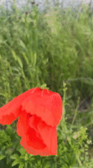 Spring garden walk documented in Zelenikovo, Bulgaria