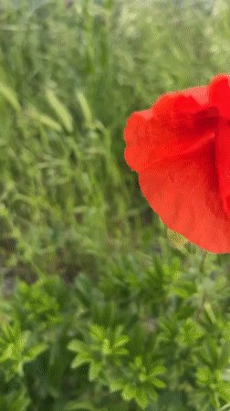 Spring garden walk documented in Zelenikovo, Bulgaria