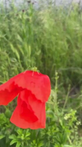 Spring garden walk documented in Zelenikovo, Bulgaria