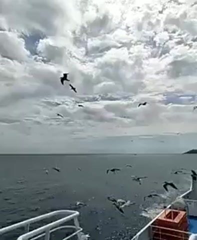A flock of seagulls flies in the sky over the ocean. Some seagulls are in the foreground, while others are in the background. The sky is cloudy, and the sun is shining through the clouds. The water is dark and choppy. A boat is visible in the foreground, with a railing on the left and a red container on the right. A person is partially visible on the left side of the boat.