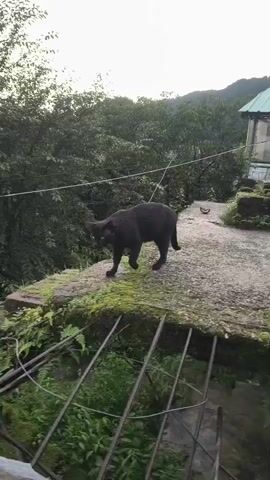 A black cat walks on a stone wall covered in moss and ferns. The cat looks towards the camera, then continues to walk. The cat then turns and looks directly at the camera again. The background is a lush green forest with trees and foliage. There are some wires and metal bars in the foreground. The sky is overcast.