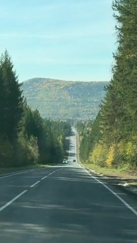 A long, empty highway stretches into the distance, flanked by tall, dark green pine trees on both sides. A gentle curve appears in the road ahead, leading to a steep downhill slope. In the distance, a hazy, mountainous landscape is visible, dotted with trees that display various shades of autumn foliage, from vibrant yellow to muted green. The sky above is a clear, pale blue. Two cars are visible on the road, one white and one dark, both traveling away from the camera. The white car, closer to the viewer, appears to have a roof-mounted cargo carrier. Sunlight casts long shadows across the asphalt. The overall atmosphere is serene and suggests a journey through a natural, wooded area during the fall season.