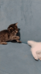 Tabby and white kittens playfighting on a blue couch in Baku