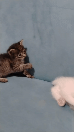 Tabby and white kittens playfighting on a blue couch in Baku