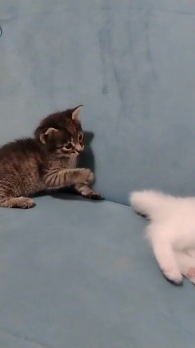Tabby and white kittens playfighting on a blue couch in Baku
