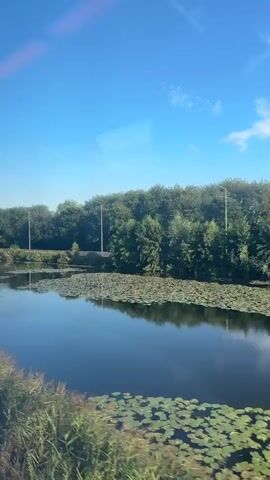 This video shows a view from a moving vehicle, likely a train or car, looking out at a canal or river. The water is covered with lily pads, and reeds grow along the bank. A line of trees forms the background, with a road and lampposts visible behind them. The sky is clear and blue with a few wispy clouds. A modern building structure can be seen on the right side of the frame, partially obstructing the view of the sky. The lighting suggests it is daytime, likely morning or afternoon given the bright sunlight. There are no people or animals visible in the video.