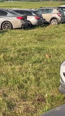 The video shows a grassy field with a line of parked cars in the background. In the center of the frame, a small brown animal, possibly a groundhog or prairie dog, is visible in the grass. The animal appears to be foraging or observing its surroundings. The cars are of various makes and models, and they are parked closely together in what seems to be a makeshift parking lot. The grass is tall and green, with some patches of dry or yellowed grass visible. The overall lighting suggests it is daytime, likely a sunny day. There are no people visible in the frame, and the focus is on the animal and the environment.